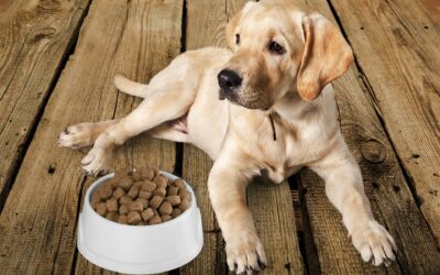 Elevating Pet Diets: The Jebsen & Jessen Approach to Pet Food Ingredients