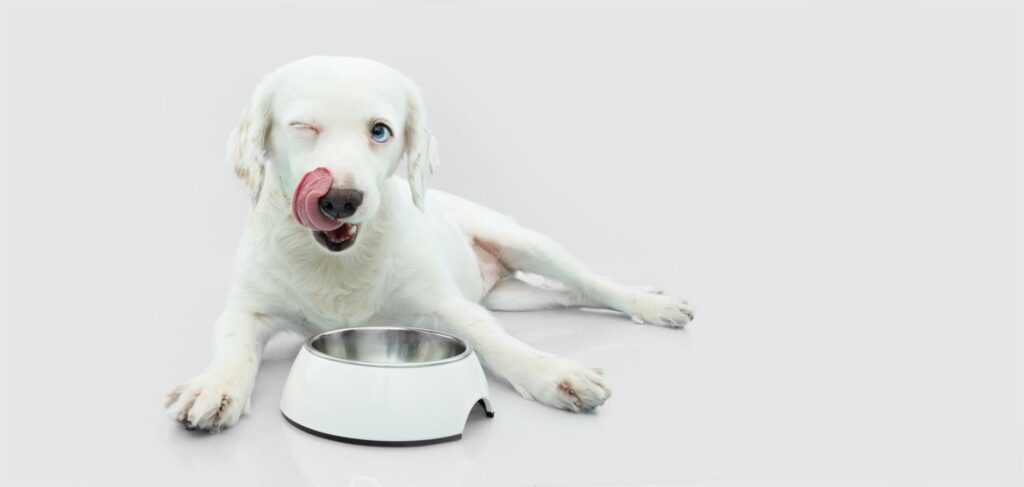 hungry-puppy-dog-eating-food-white-bowl-isolated-gray-background (Custom)