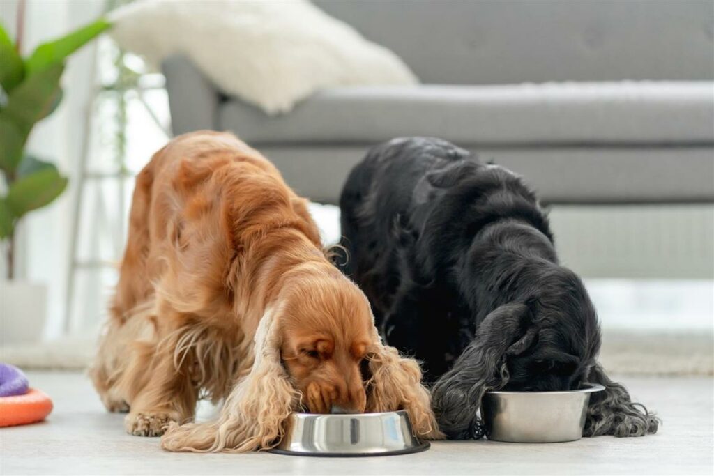 pair-english-cocker-spaniel-dogs-eating-from-bowls-light-room-home (Custom) (Medium)