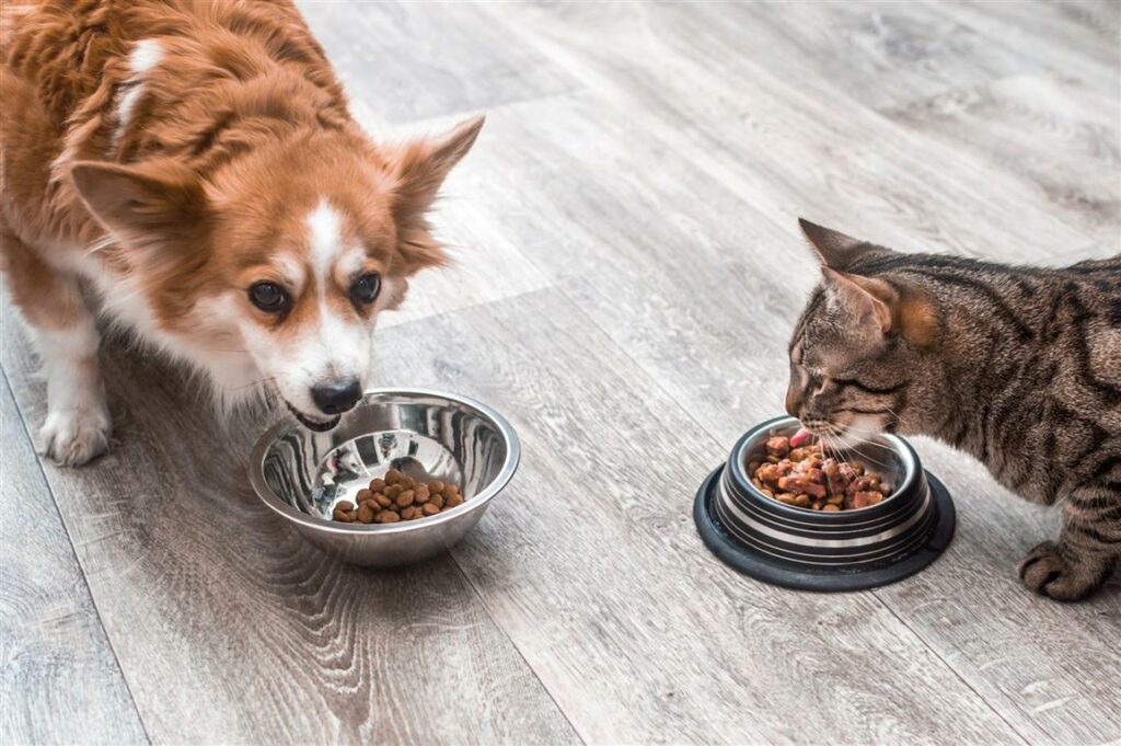 pet-eating-food-dog-cat-eating-food-from-bowl-close-up (Custom) (Medium)