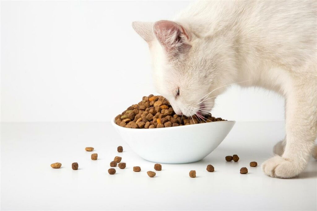 white-cat-eats-dry-food-from-ceramic-bowl (Custom) (Medium)