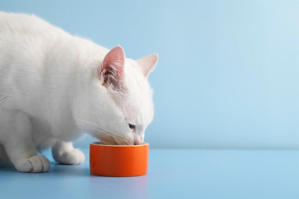 Cat eating out of a bowl