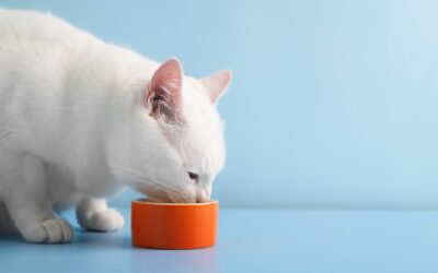 Prototype of the Month – Cat Licking Snacks